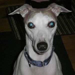 Meet your Posher, Dave